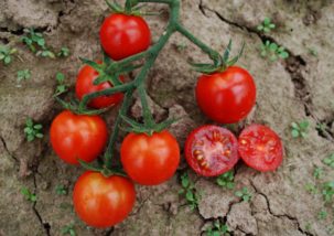 Saatgut Dillmann Coffret de Semences Bio - Tomates