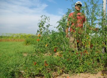 Faltblatt Rote Murmel 04 scaled