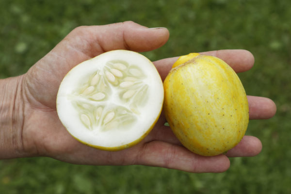 Zitronengurke Lemon