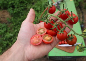 Cocktailtomate Cerise rot
