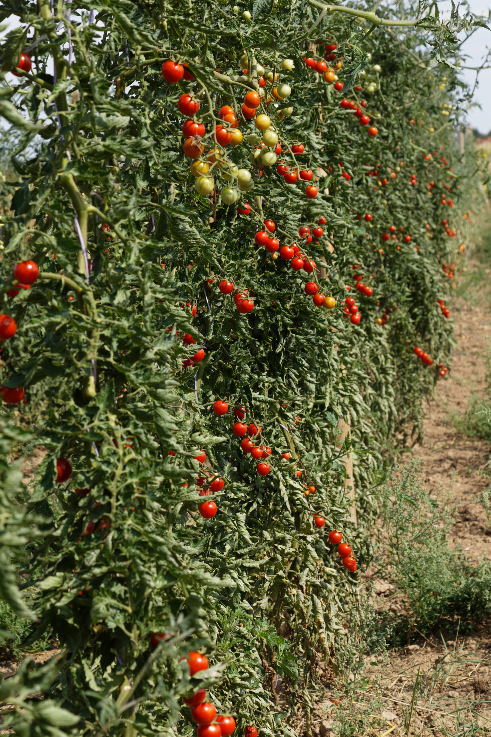 Resi 6 Resi - Image 6