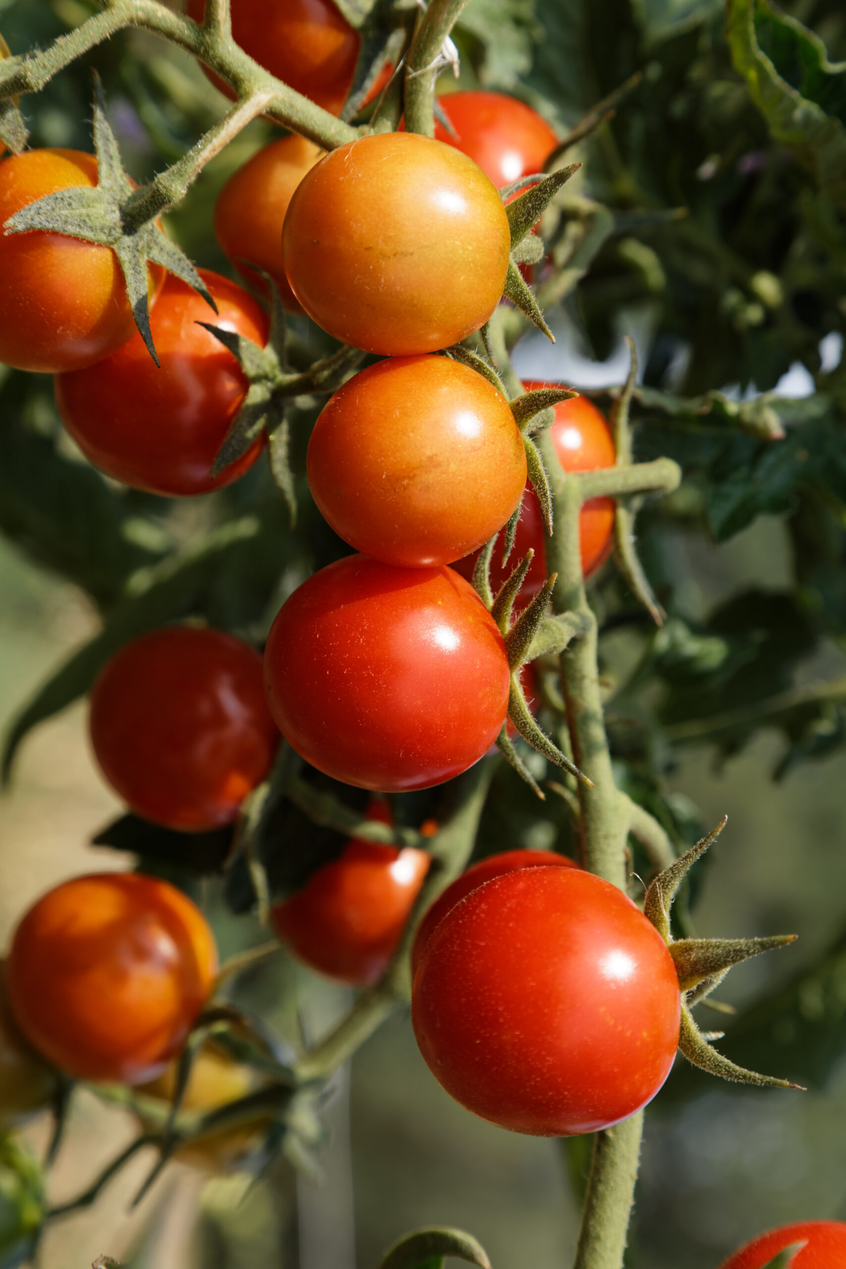 Resi 4 Resi - Image 4