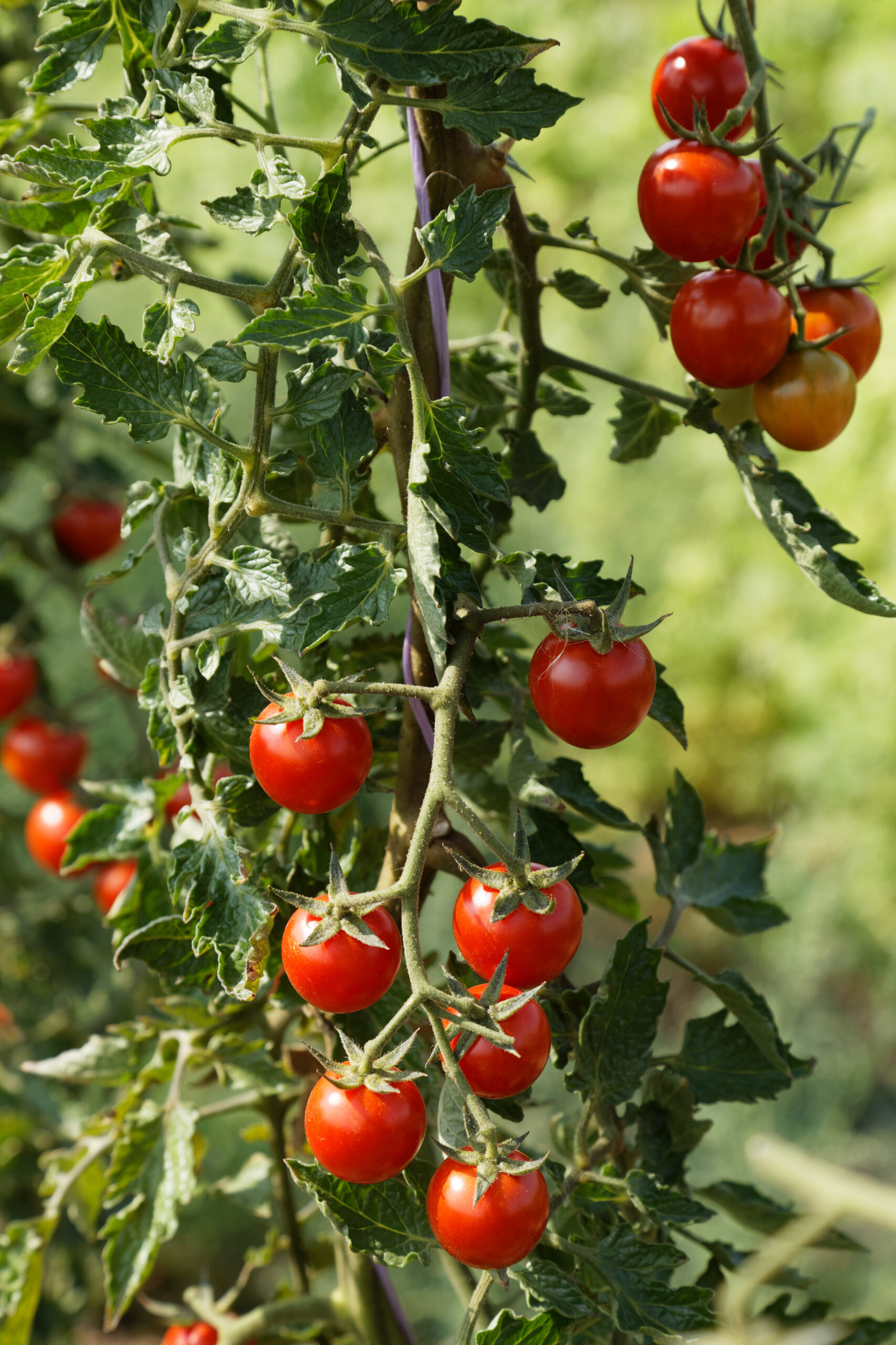 Resi 5 Resi - Image 5