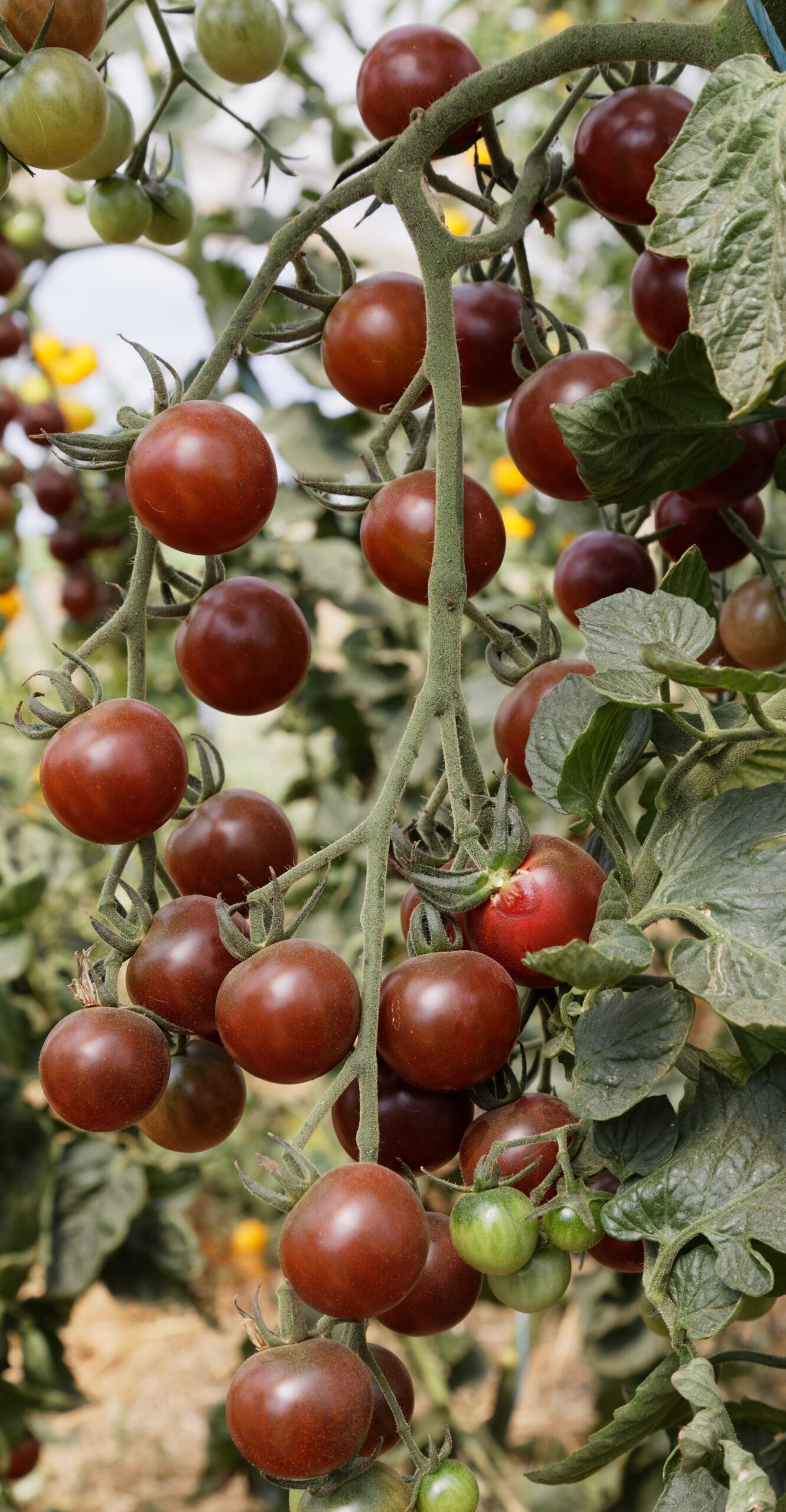 Cocktailtomate Black Cherry 5 Cocktailtomate Black Cherry – Bild 5