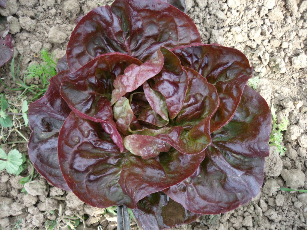 Winter lettuce Roter Butterhäuptl Maribor, Red Butterhead Culinaris Saatgut für Lebensmittel
