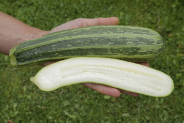 Zucchini Cocozelle von Tripolis
