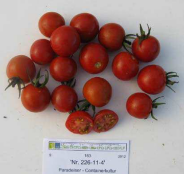 Prüfung verschiedener Tomatensorten auf natürliche Widerstandskraft gegen Kraut- und Braunfäule unter Freilandbedingungen im voralpinen Klimagebiet 1 BCchtungenkontraPhilovitaPalme2012