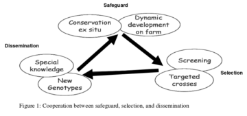 Participation, utilization and development of genetic resources in the Organic Outdoor Tomato Project 2 Cooperation between safeguard selection