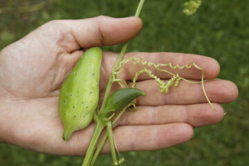 Cyclanthere Hörnchenkürbis