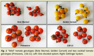 Influence of the growing system on agronomic parameters of “wild” and cocktail tomatoes from organic outdoor production 4 Wild