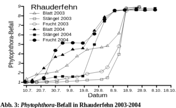 Tomaten im Freiland 5 phytophthora befall