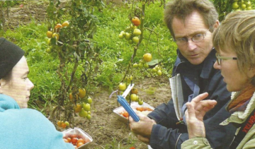 Die Saison der Freilandtomaten kann eröffnet werden 7 verkostung