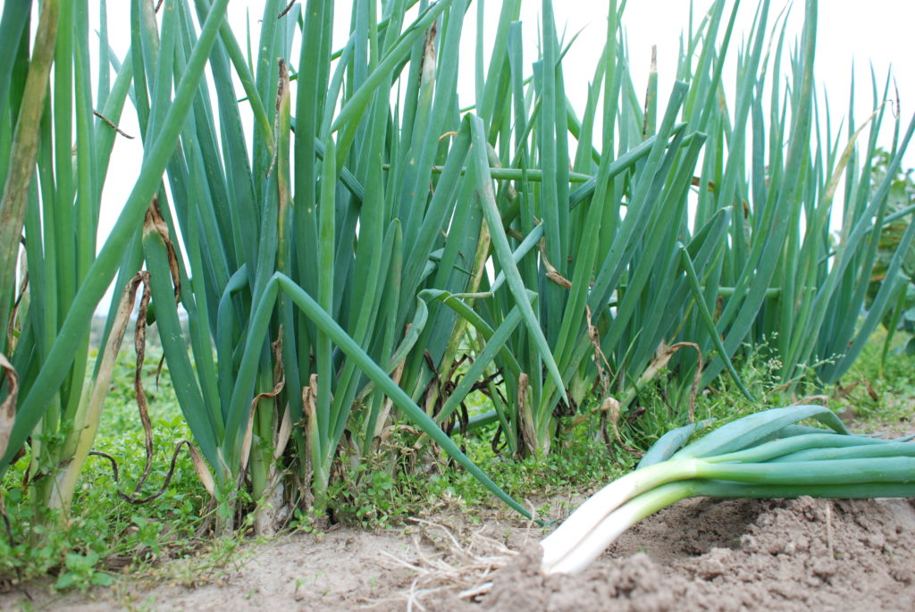 BIO-Zwiebelsamen Winterhecke – Lauchzwiebel Für Den Küchengarten