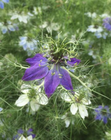 Damaszener Schwarzkümmel Oxford Blue