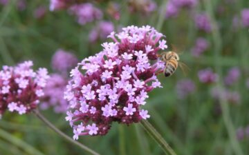 Hohes Eisenkraut, Verbene