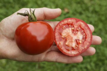 Salattomate Rondobella