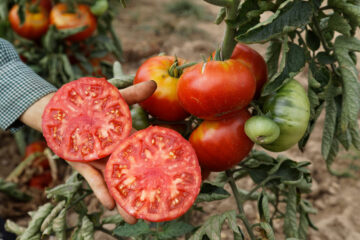 Fleischtomate Vivagrande