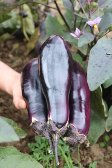 Aubergine (Benary´s) Blaukönigin