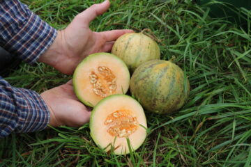 Cantaloup Charentais