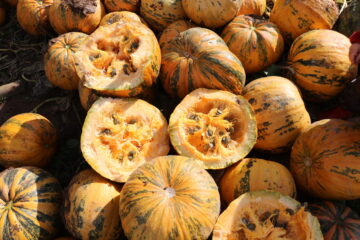 Ölkürbis Gleisdorfer