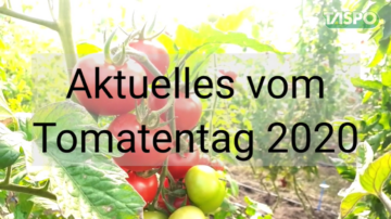 Tomatentag im Rahmen des ökologischen Freilandtomaten-Projekts 2020 4 Tomatentag 2020