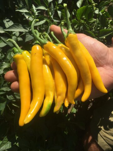Chili Cayellow (CA17)