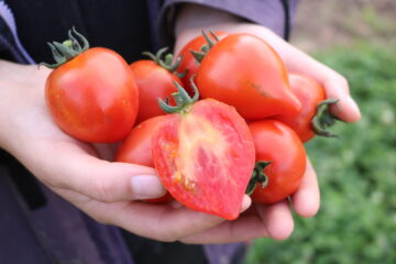 Salattomate Moltorello (631-FL)