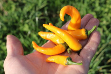 Chili Cayorange (CA125)