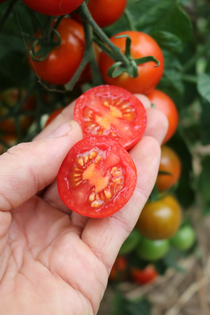 Cocktailtomato Prigobello (772-FL-x) - Culinaris Saatgut für Lebensmittel