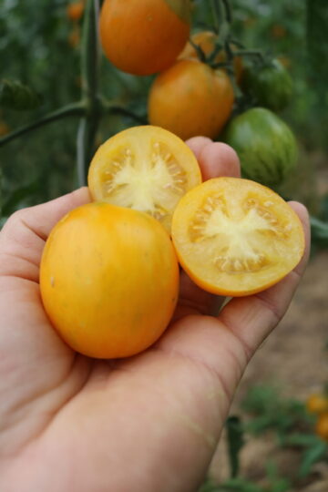 Salattomate Zebrago (786-x)