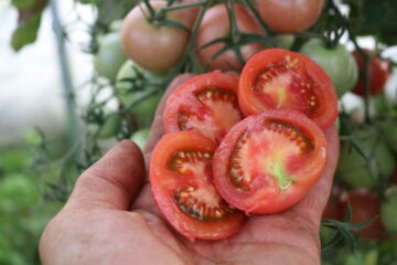 Salattomate Blicello (819-x)