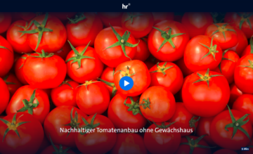 Nachhaltiger Tomatenanbau ohne Gewächshaus 1 Freilandtomaten