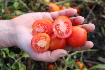 Buschtomate Vivarossa (B13)