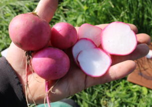 Radieschen Grazer Treib