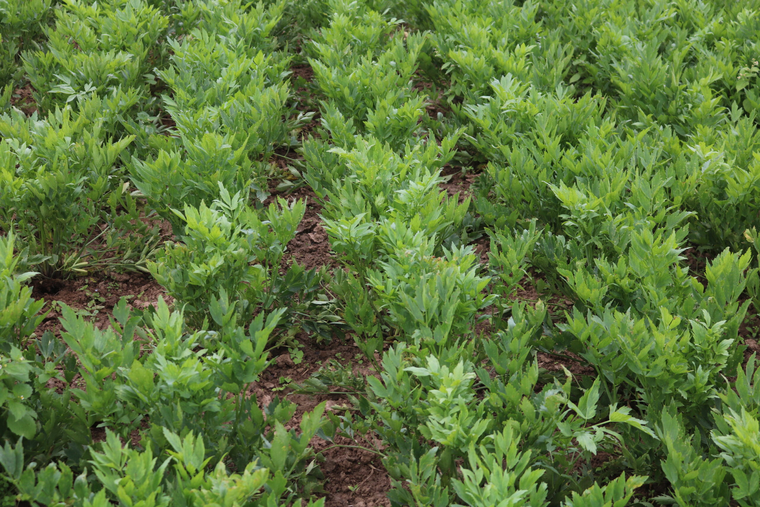 Liebstöckel, Maggikraut 2 Liebstöckel, Maggikraut – Bild 2