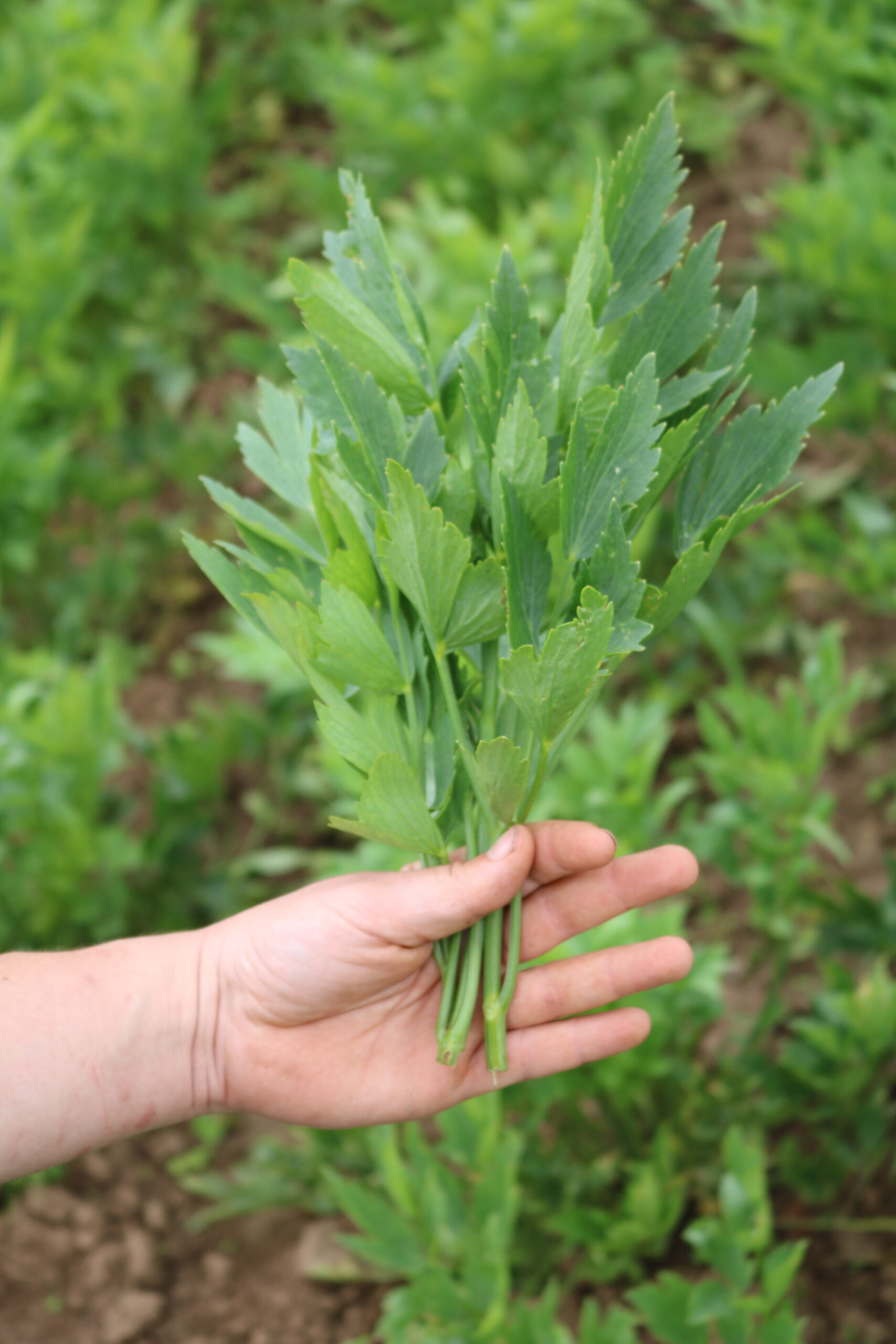 Liebstöckel, Maggikraut 1 Liebstöckel, Maggikraut