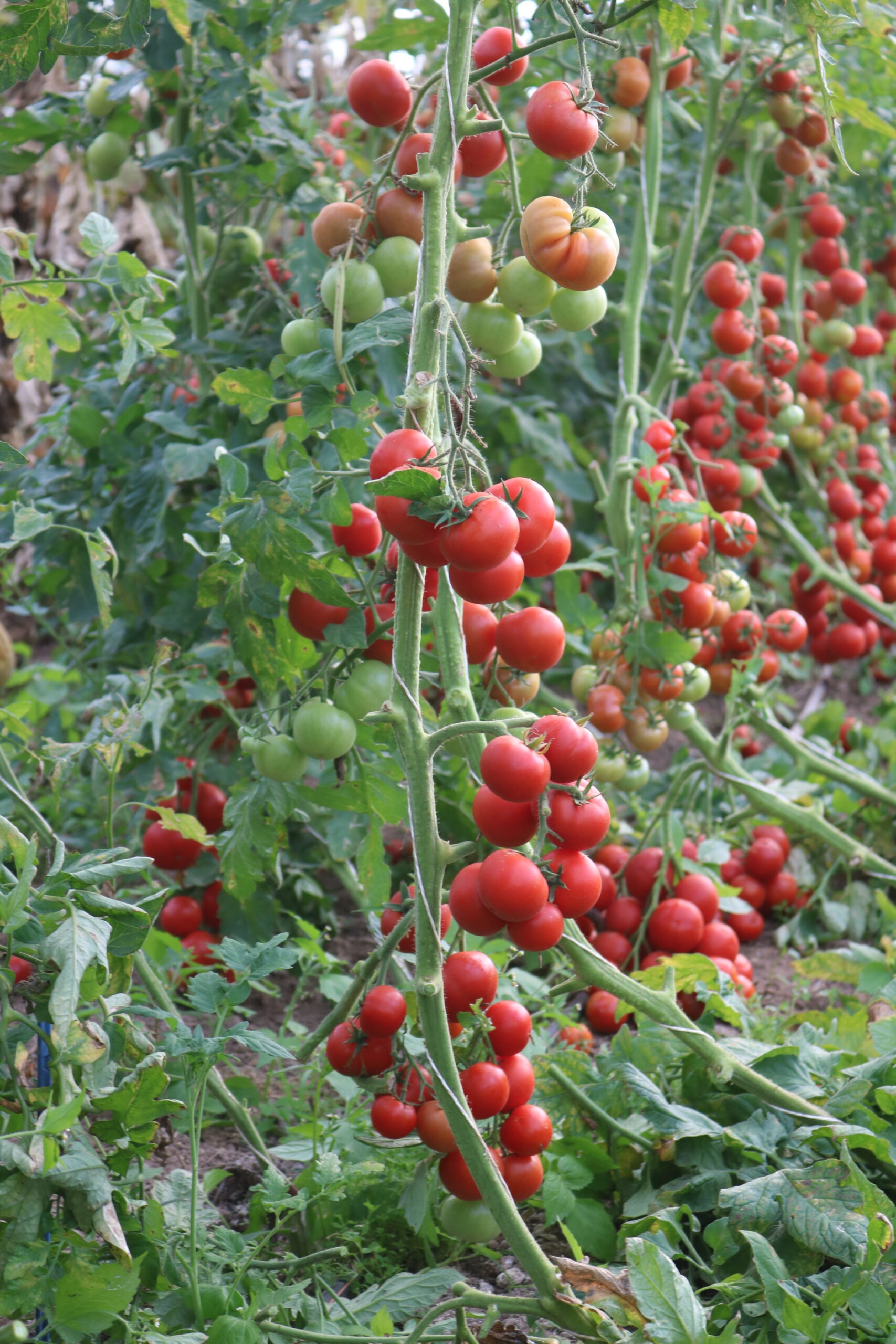 Salattomate 811-X 2 Salattomate 811-X – Bild 2