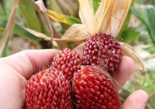 Zier-und Popcornmais Erdbeermais