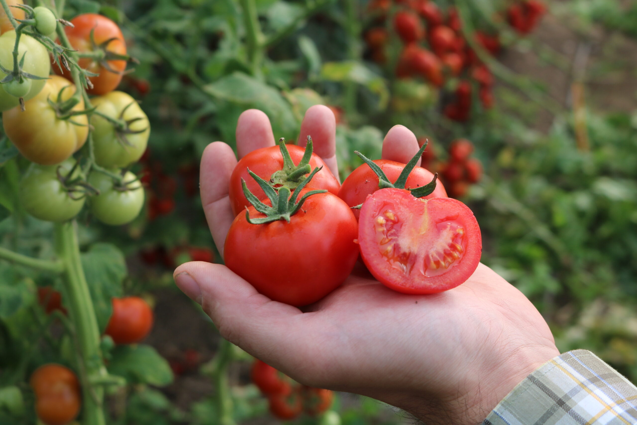 Salattomate 811-X 1 Su