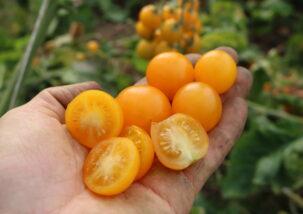 Artischocke Vert de Provence 3 Su